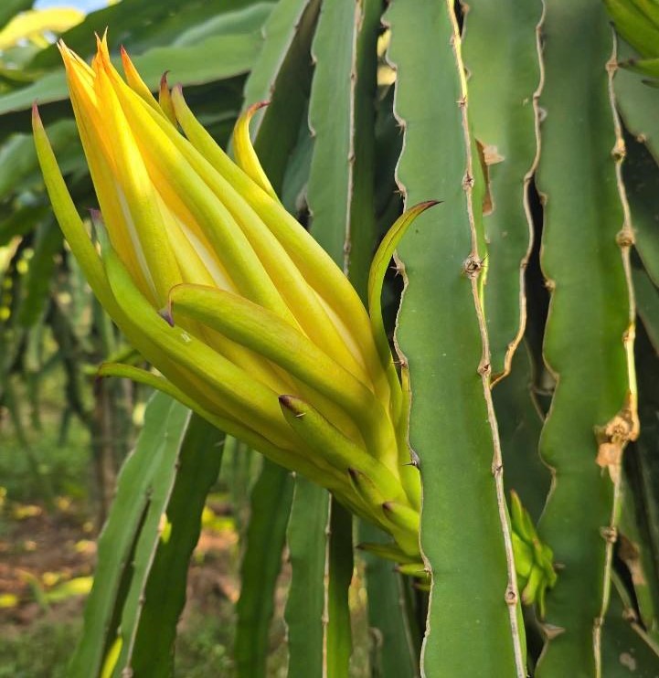 Vườn thanh long khỏe – nụ hoa mập, đều và đẹp tại Hợp tác xã Cò Nòi, huyện Mai Sơn, Tỉnh Sơn La ✨ 